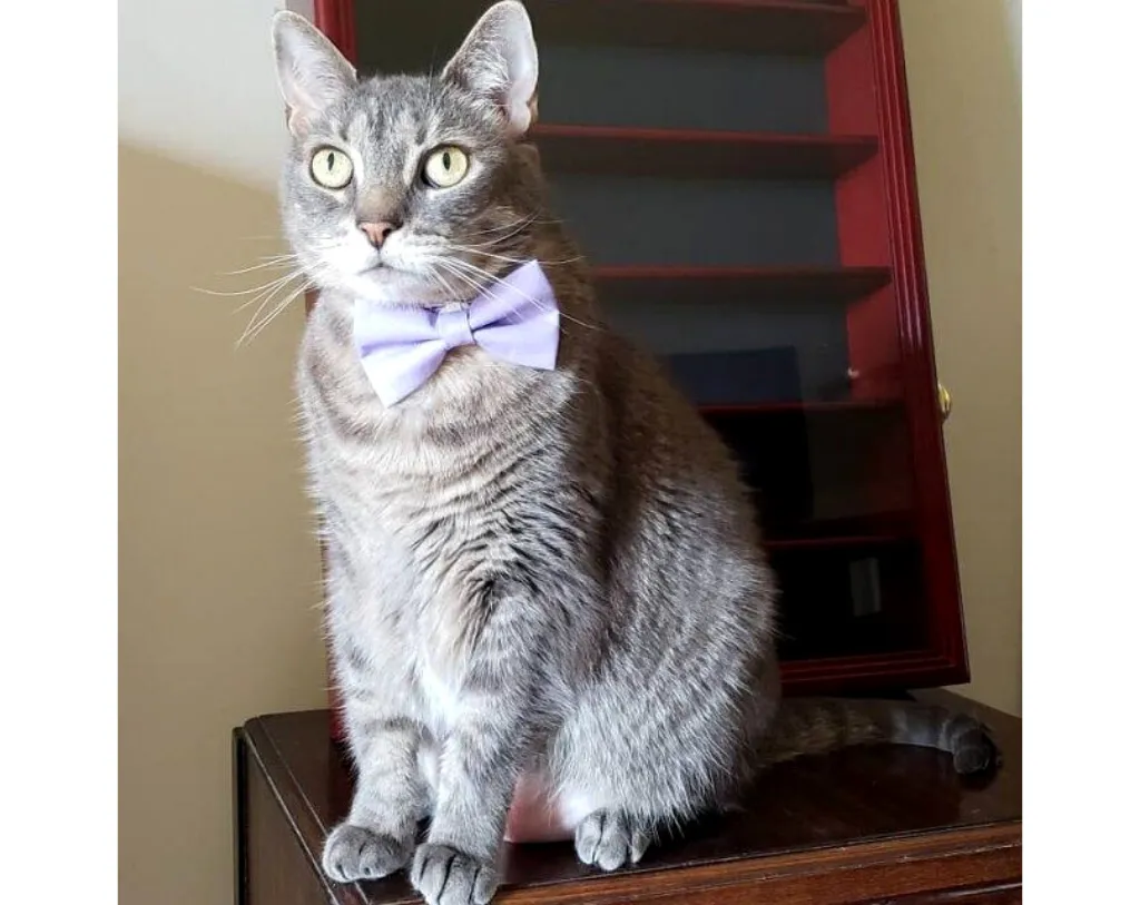 Cat Bow Tie - "Color Collection - Lavender" - Light Purple Cat Collar Bow Tie / Kitten Bow / Dog Bowtie / Wedding / Removable (One Size)
