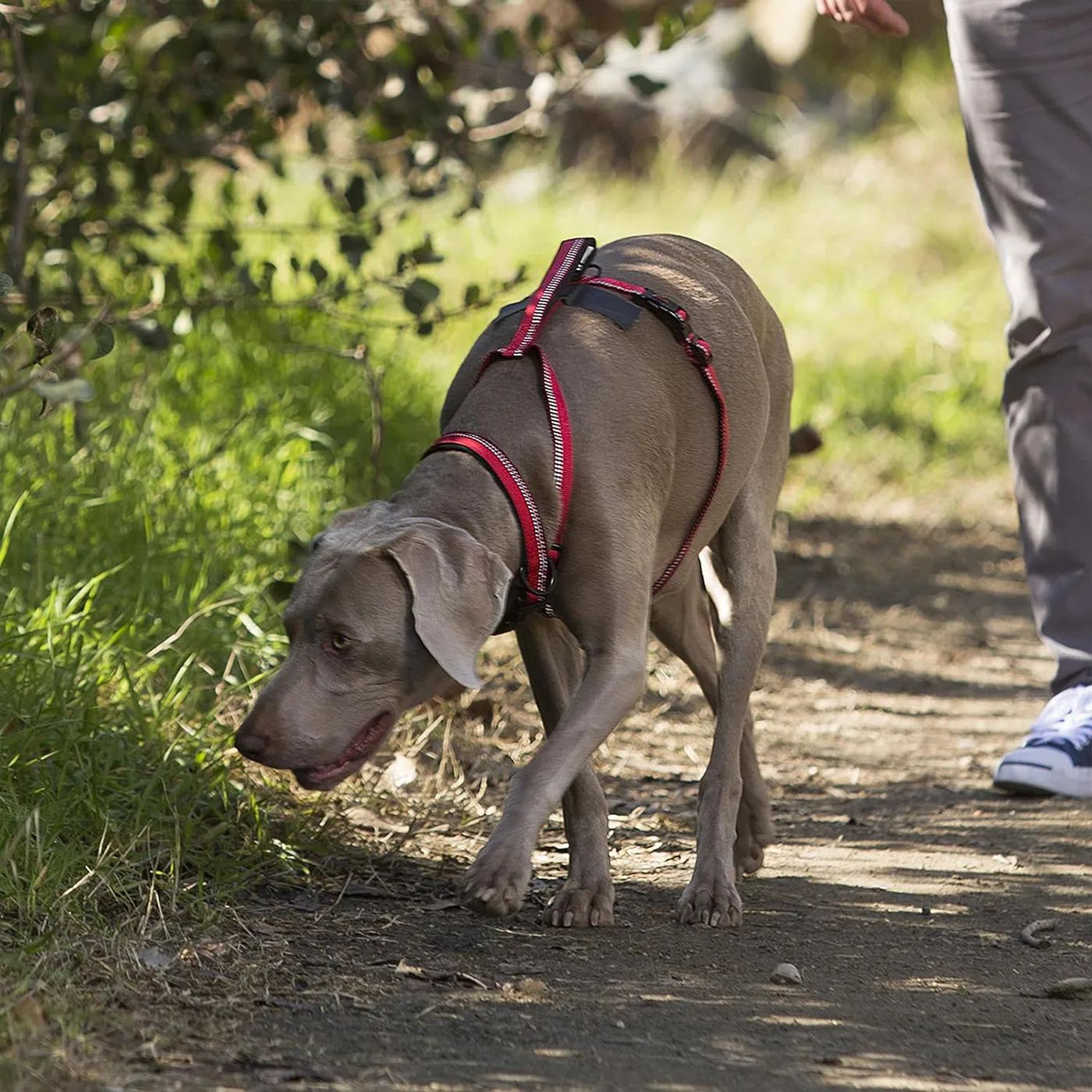 Halti Walking Harness - Red