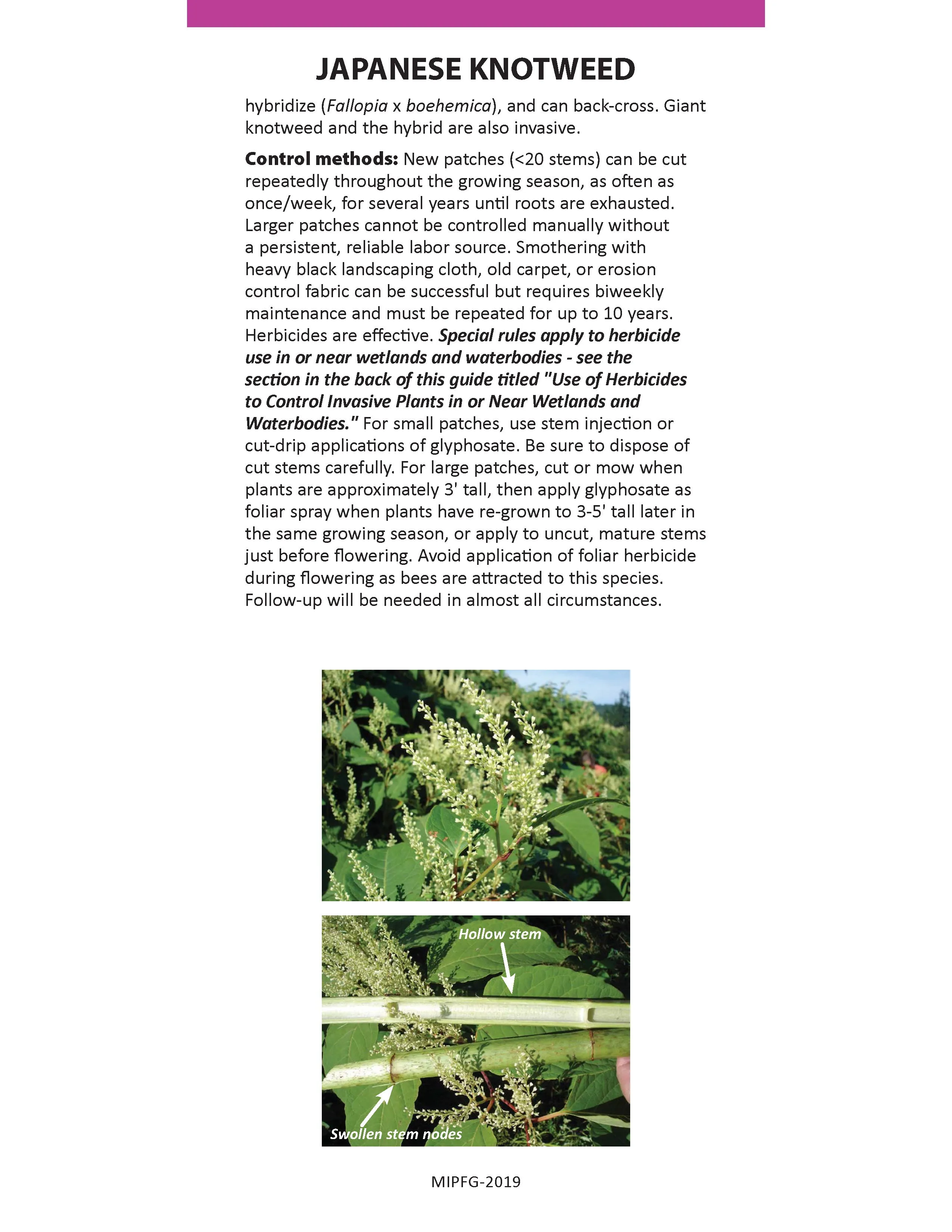 Maine Invasive Plants Field Guide