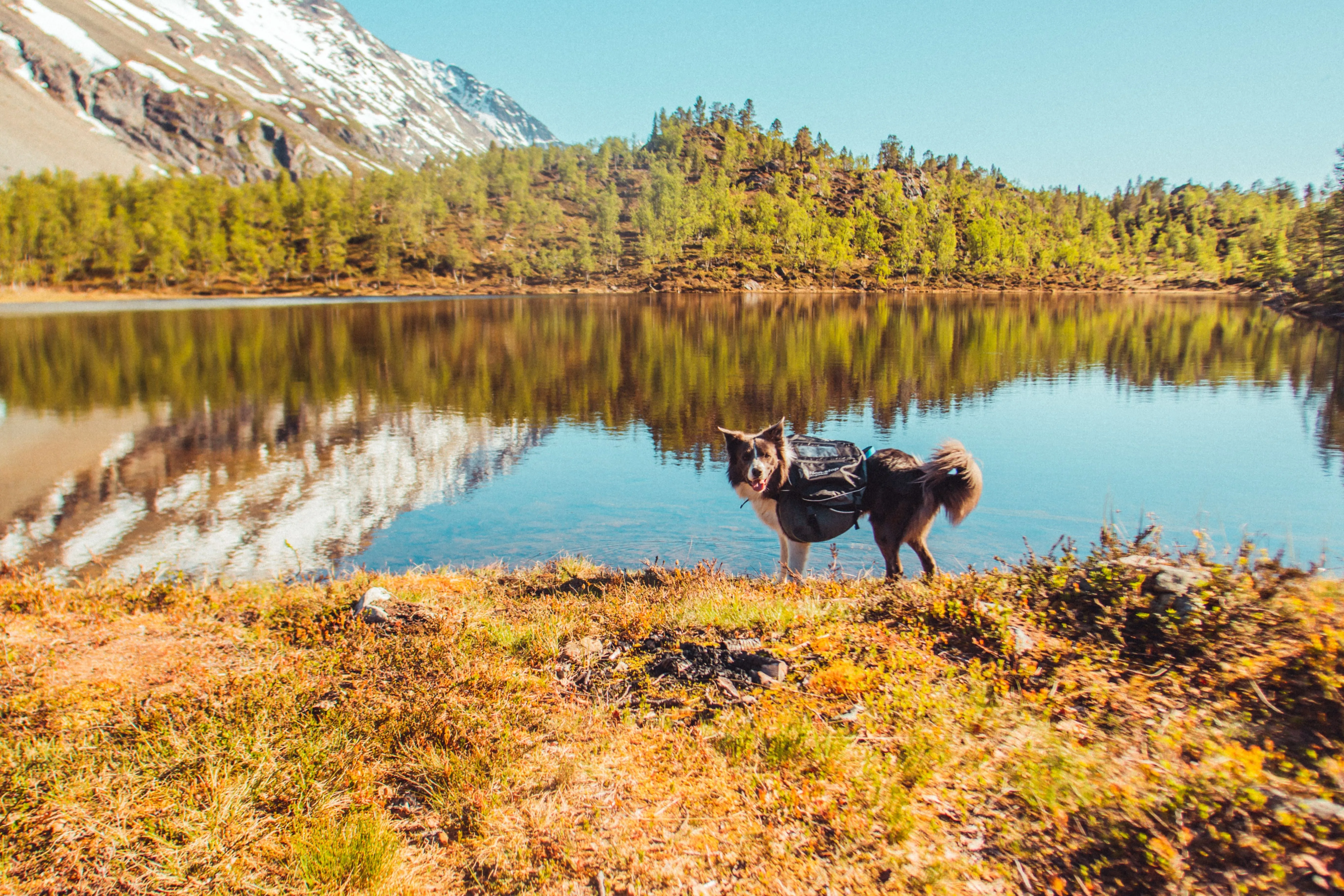 Non-Stop Dog Wear: Amundsen Pack