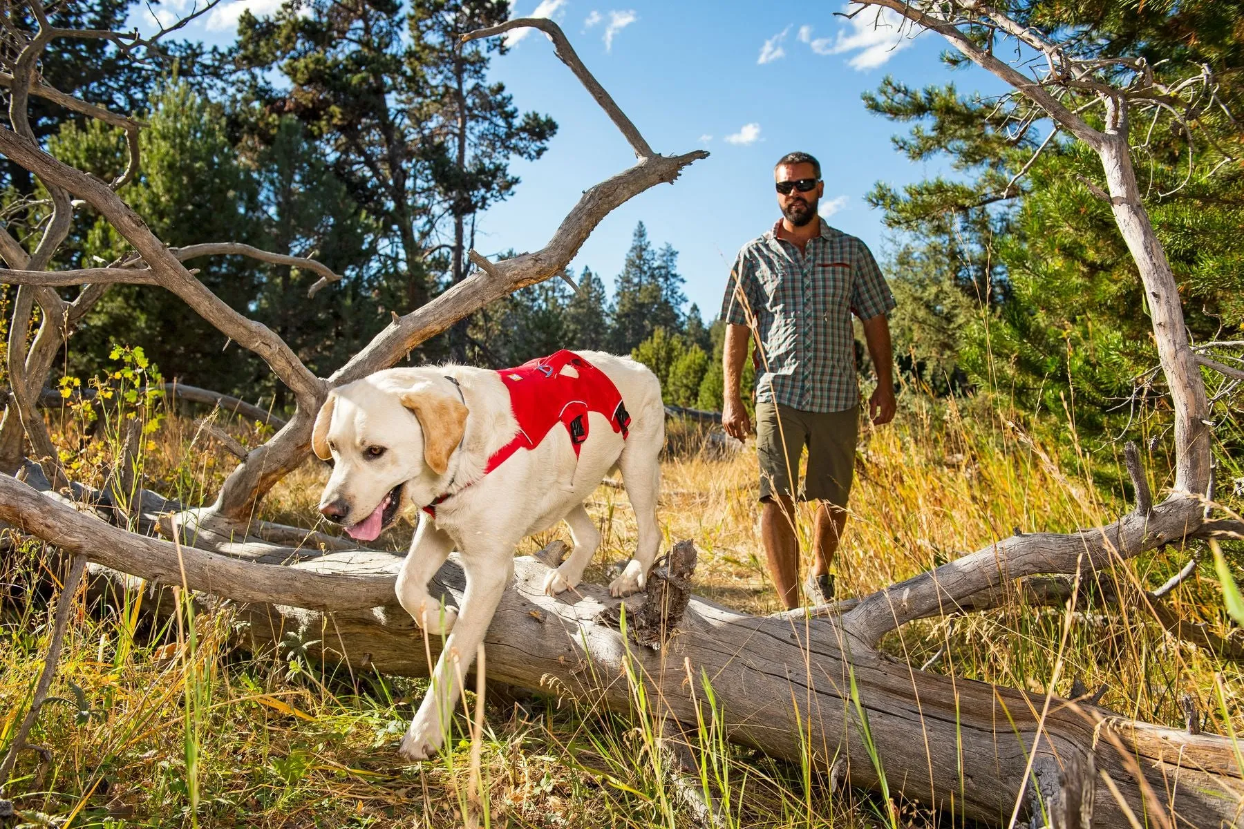 Ruffwear Dog Harness: Web Master