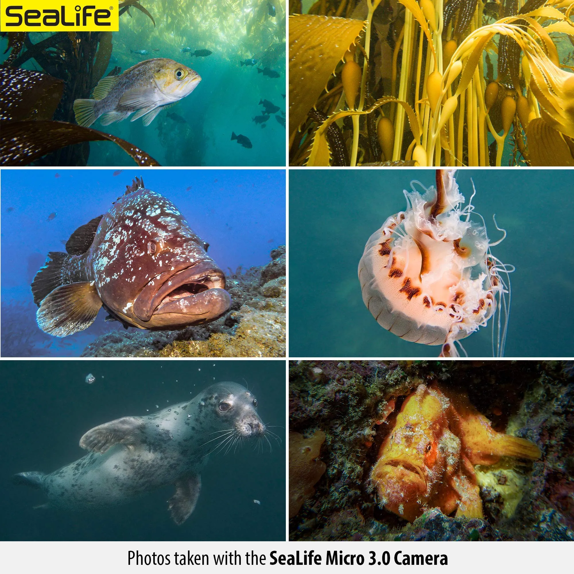 SeaLife Micro 3.0 64GB, 16mp, 4K Underwater Camera for Underwater Photography and Video, Easy Set-up, Wireless Transfer; Includes case, Wrist Strap